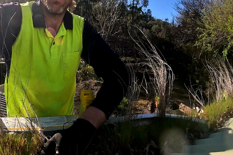
Guttering surprise: grass in nowra, cleaner on standby.
