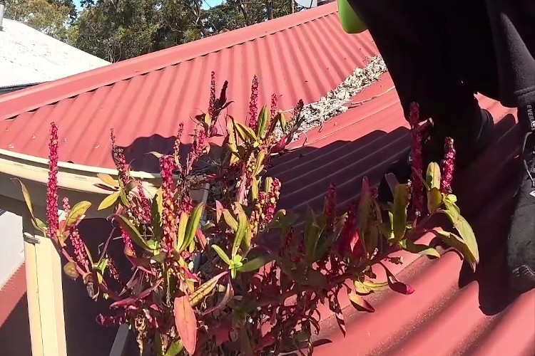 
The guttering adorned with vibrant red-colored vegetation, set for the cleaning.