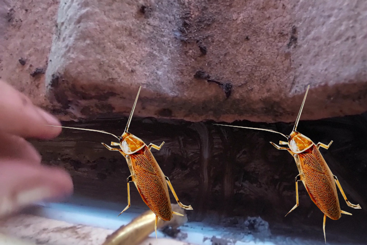 
nowra Gutter Cleaning Experts Brave Pests in the Gutters