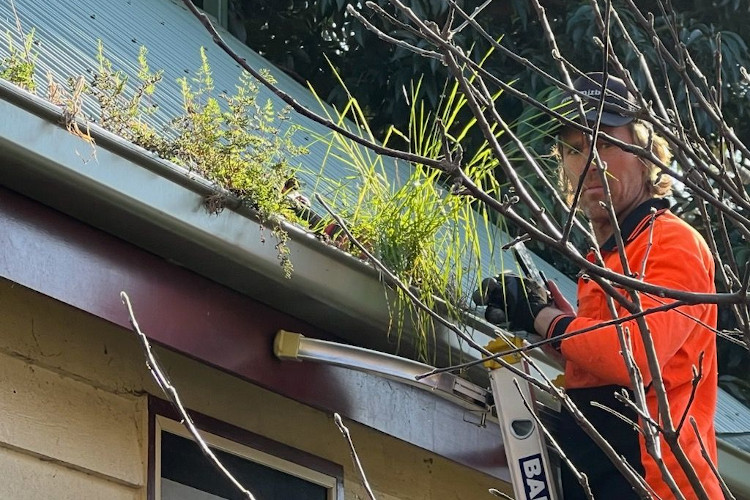 
Skilled gutter cleaner in nowra has their gaze fixed on the camera amid the flourishing gutter foliage.