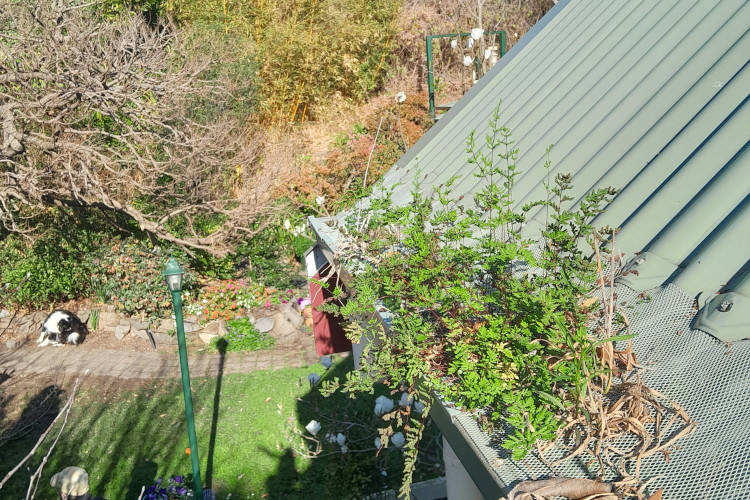 
Luxuriant plants penetrate a gutter guard in nowra, warranting a cleaning soon.
