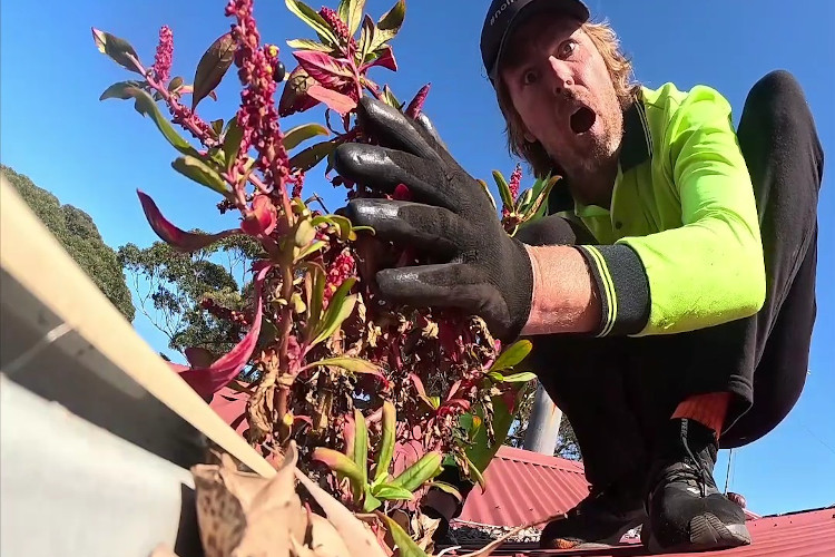 
nowra gutter cleaner in utter disbelief at the sight of exquisite plants sprouting from the guttering.